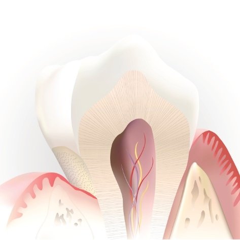 Animated inside of a healthy tooth in need of root canal therapy
