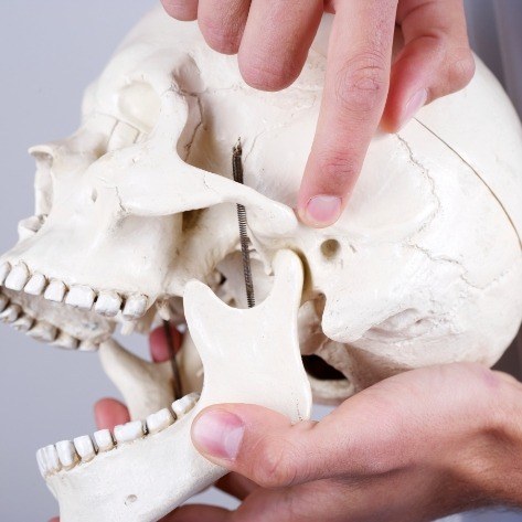 Model of jaw and skull used to show equilibration and occlusal adjustments